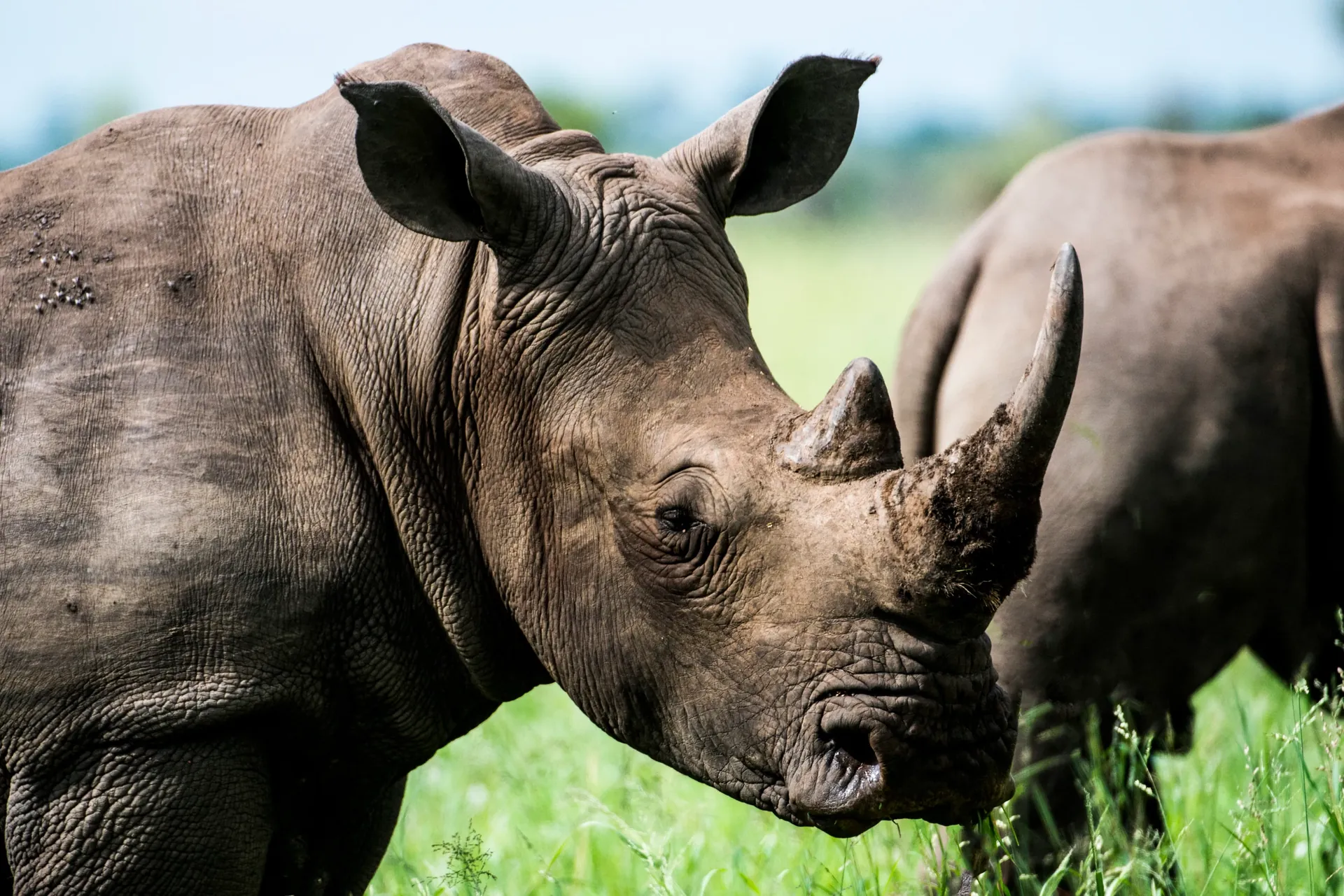 White rhino close-up, Ol Pejeta Conservancy