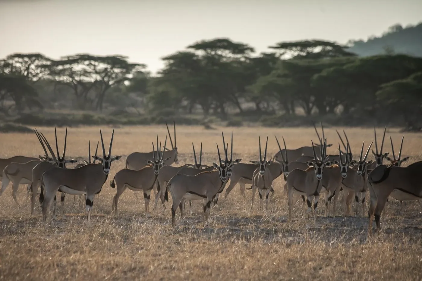 Beisa Oryx — the Samburu Five, Shaba National Reserve