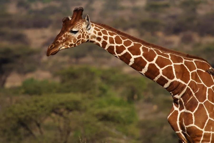 Reticulated giraffe — the Samburu Five, Shaba National Reserve