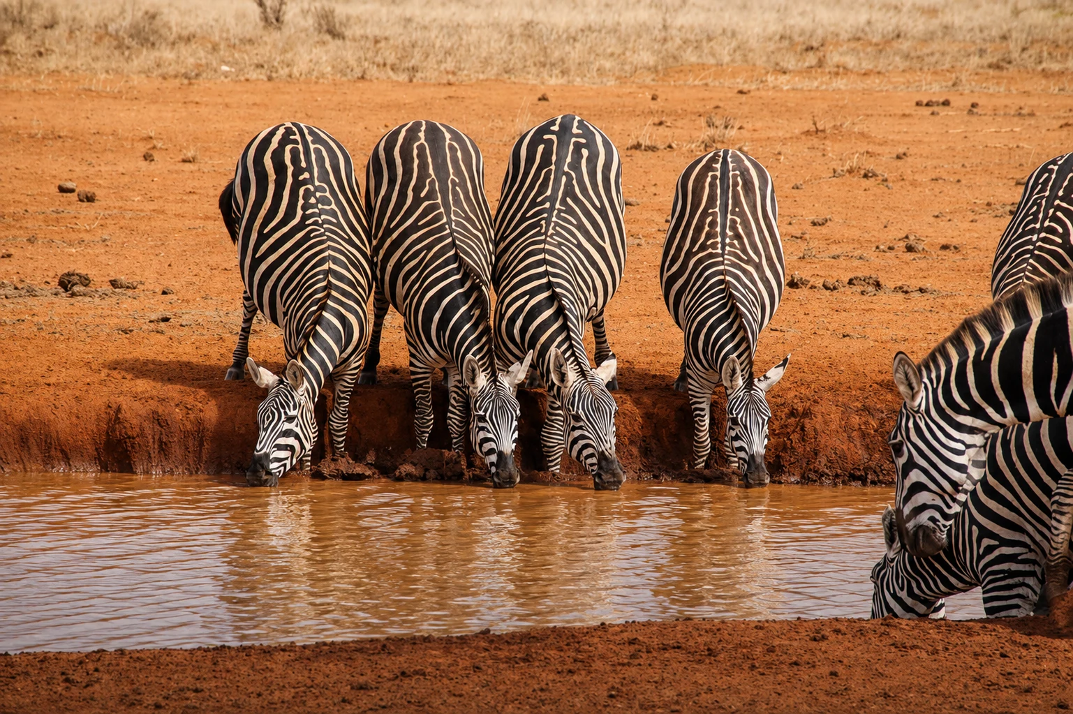 Zebras drinking at a waterhole, Tsavo East