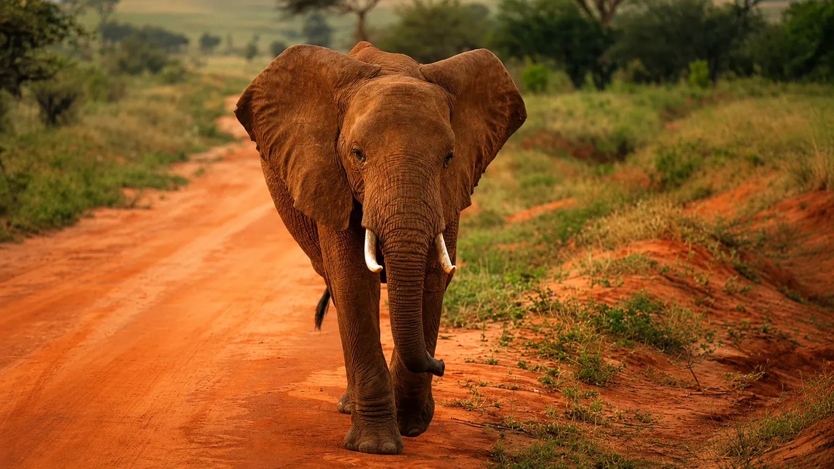 Red-dust bull elephant charging the track, Tsavo East