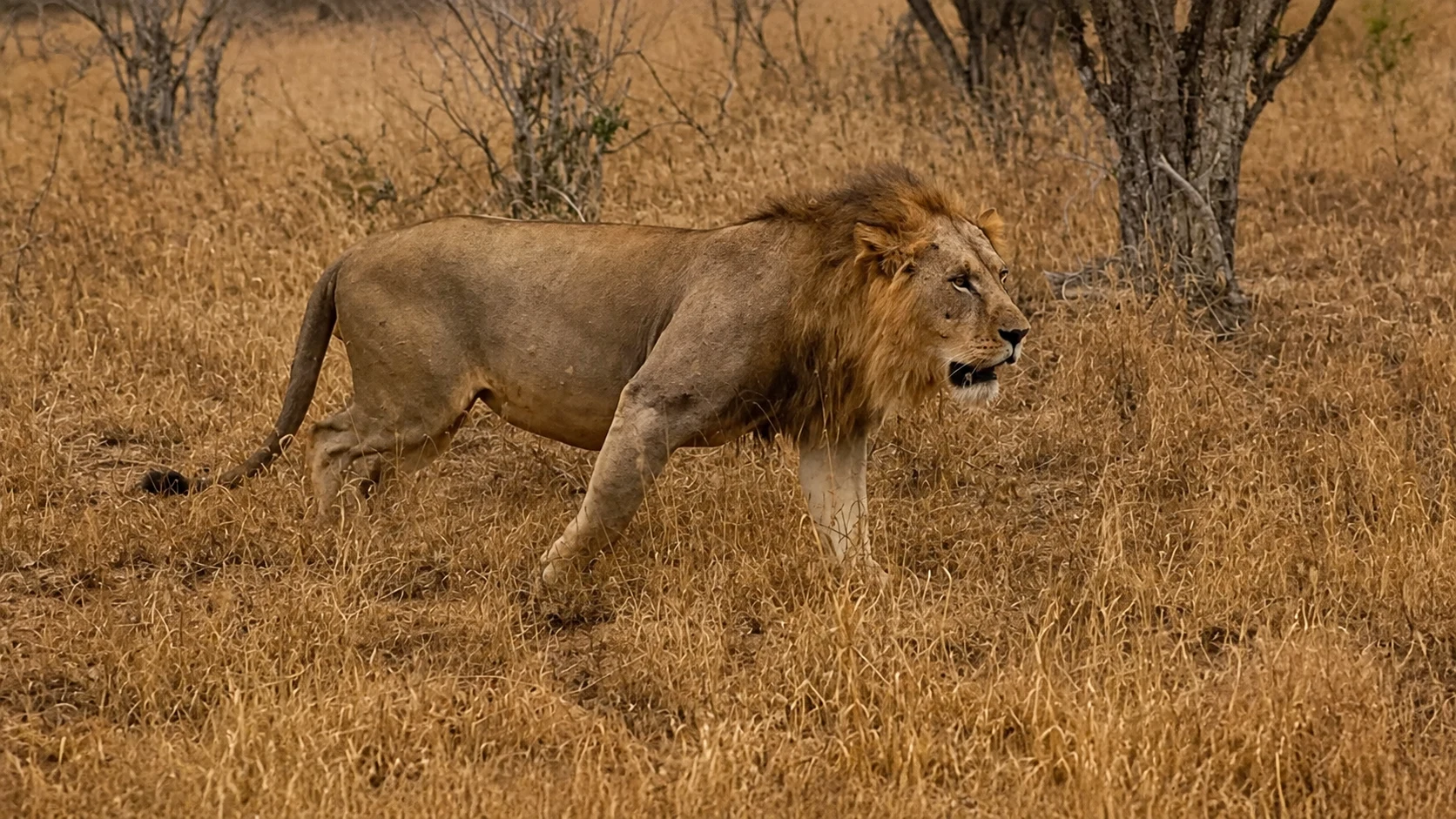 Lion walking through the grass, Tsavo East