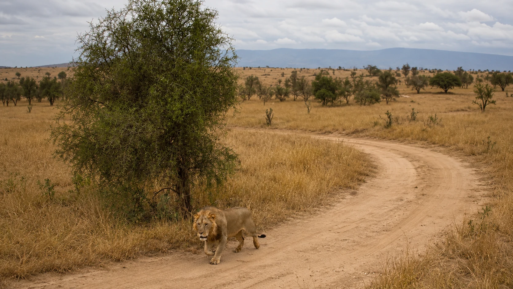Lion walking a track, Tsavo West