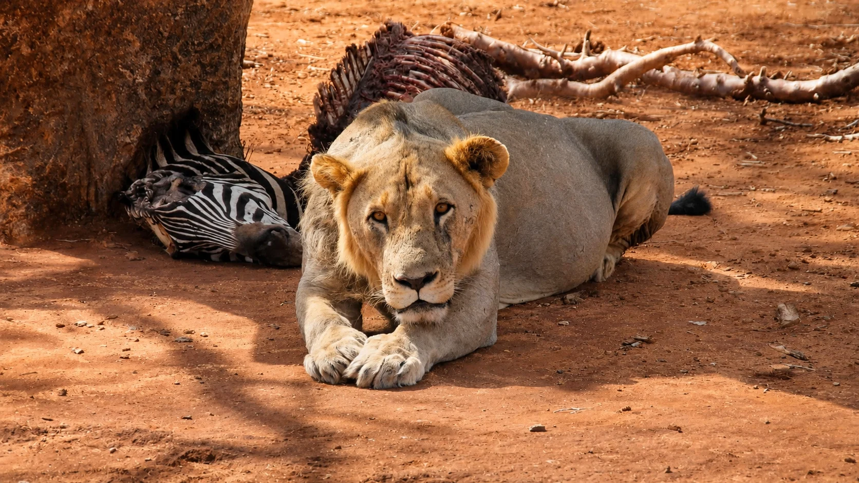 Lion resting by a zebra kill, Tsavo East