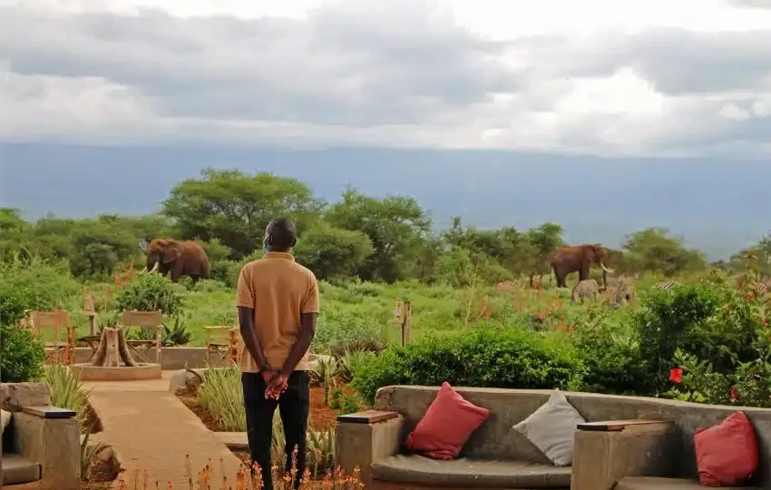 Guest watching elephants and zebras from the lounge deck, Tulia Camp Amboseli
